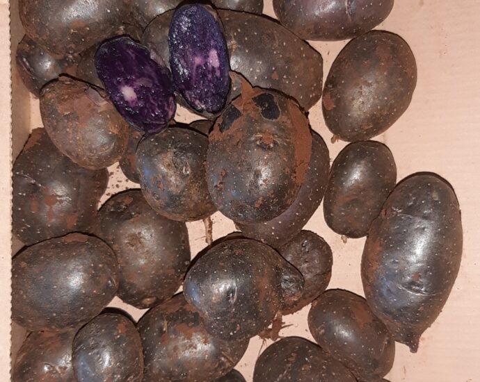 Patate a pasta viola
