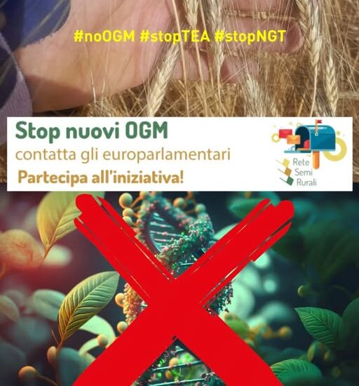 Simenza 29-05-2025